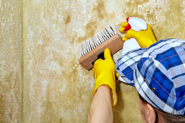 Best Mold Odor Removal Services  in Victorville, CA