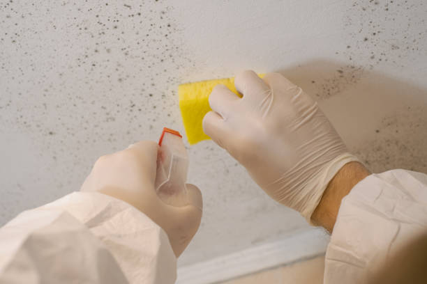 Asbestos and Lead Testing During Mold Inspection in Victorville, CA