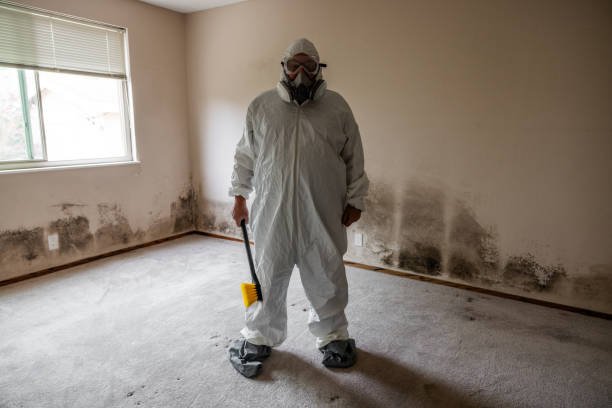 Best Basement Mold Removal  in Victorville, CA