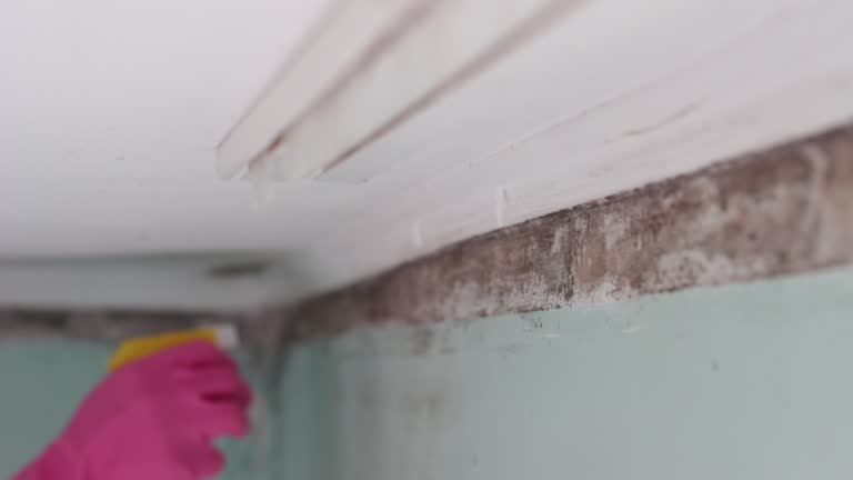 Best Mold Odor Removal Services  in Victorville, CA